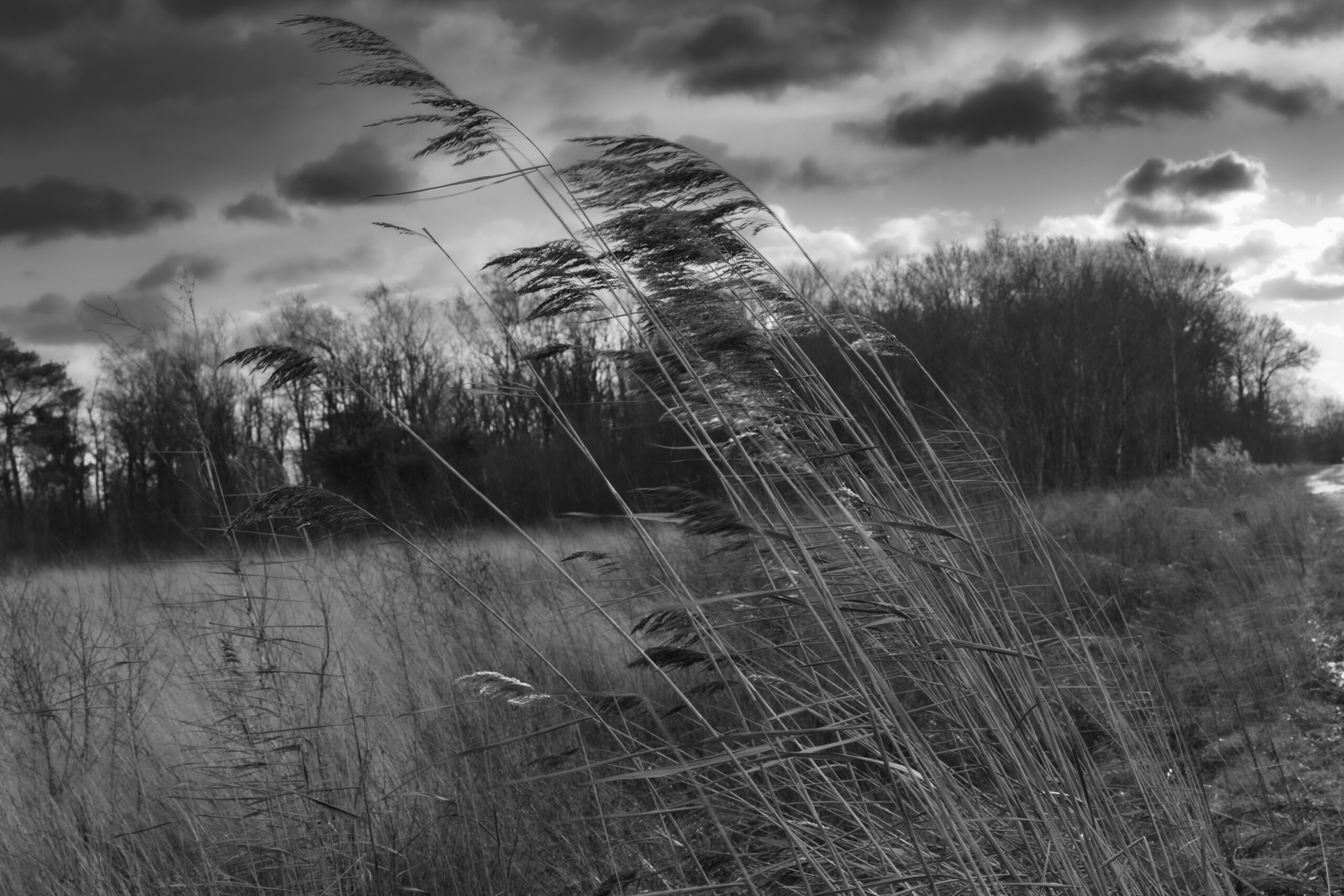 Ultieme zw:w optie-4